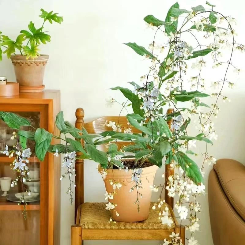 垂丝茉莉风车茉莉花盆栽进口垂吊带花苞大苗四季开花室内绿植好养