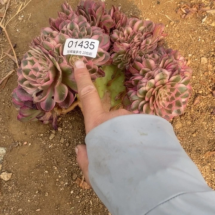 01435荔枝缀化多肉植物