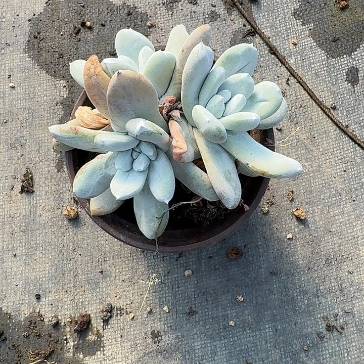 取*拇指仙女杯哈哈哈哈哈哈哈