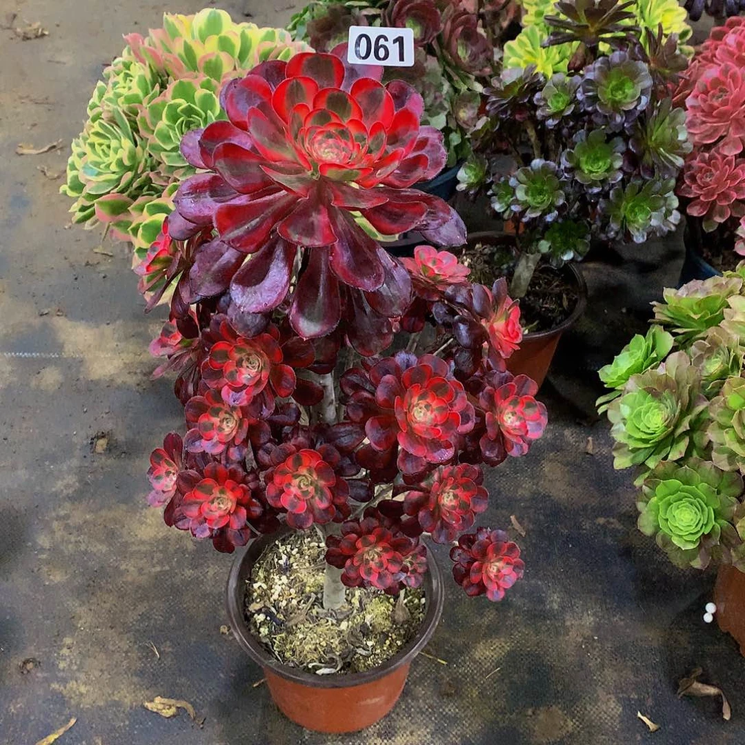 胡*四061丽娜多肉888888888