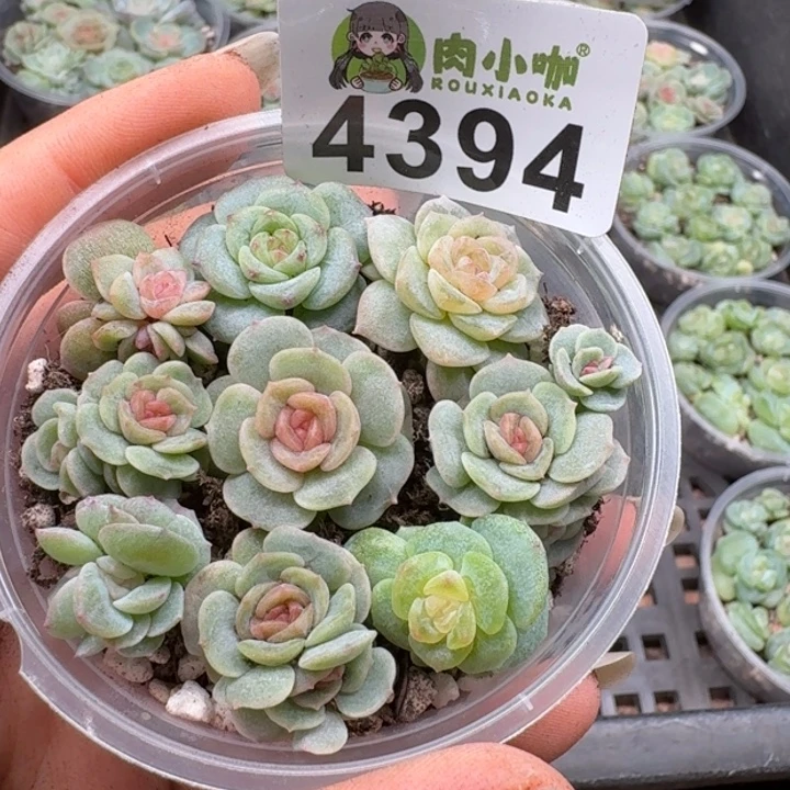 多肉植物多肉植物