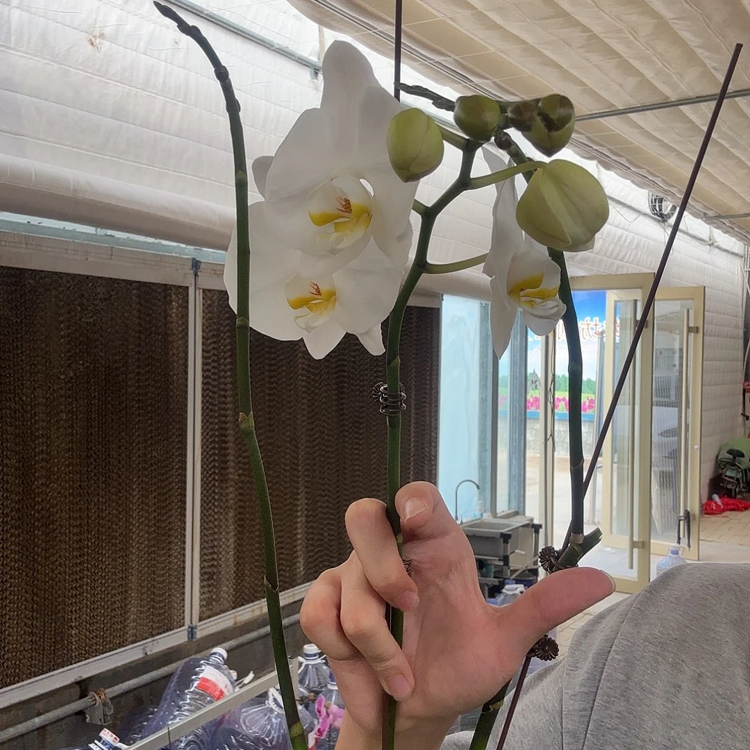 大****完全开放三花剑剑桥