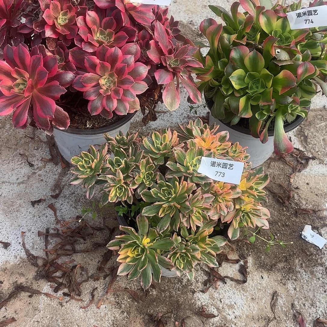 女妖特斯拉甜茶多肉植物773-74-75