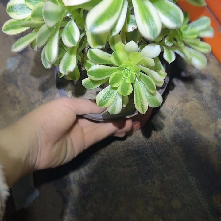 多肉法师一物一135