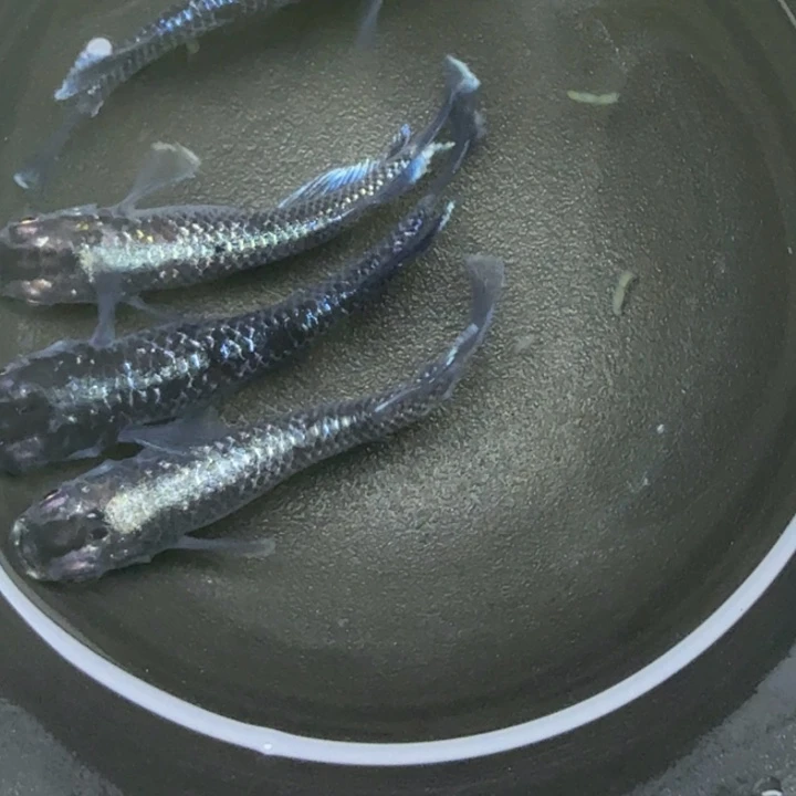 青鳉鱼买3送1，14号