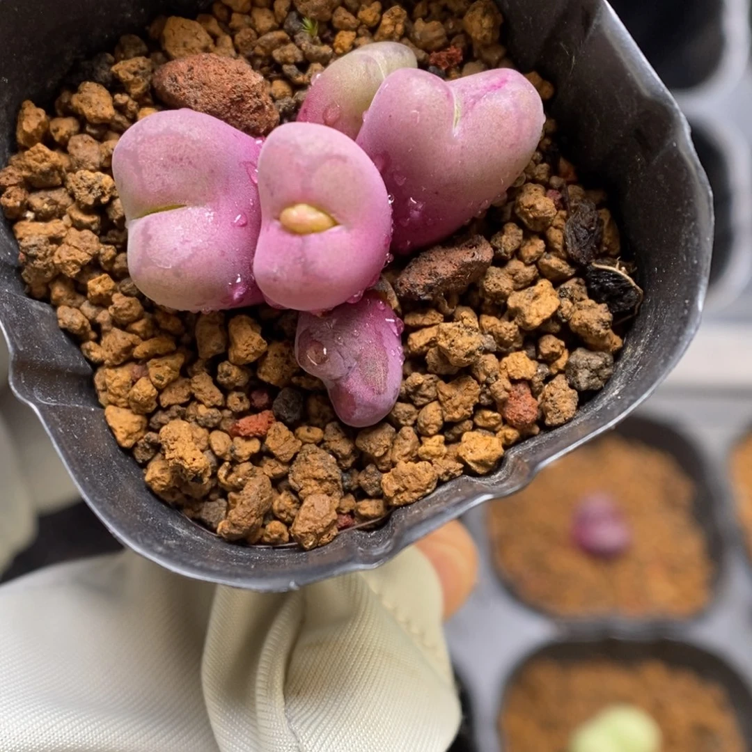 多肉植物肉锥杂交K-3693