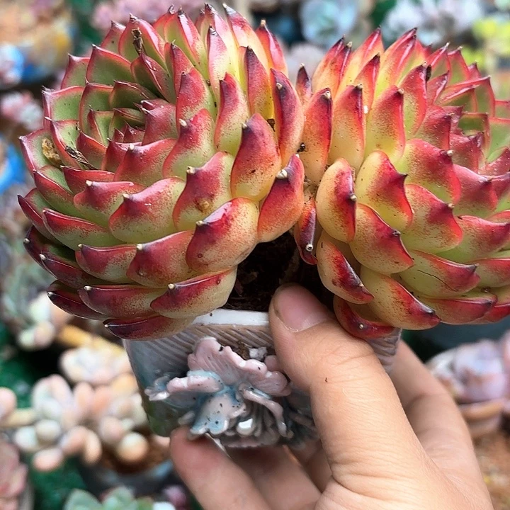 月亮石多肉一颗发发