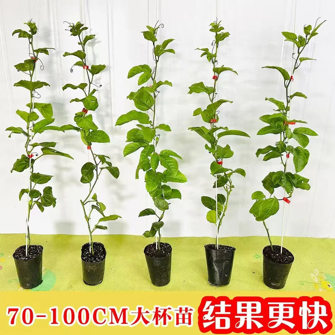 广西百香果黄金9号苗爬藤超大果庭院盆栽种植四季结果