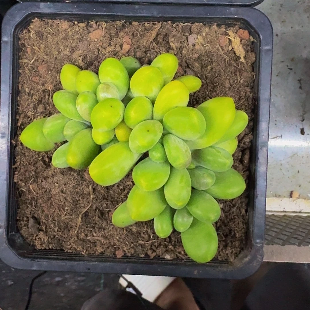 芒果奶 7头 一物一拍