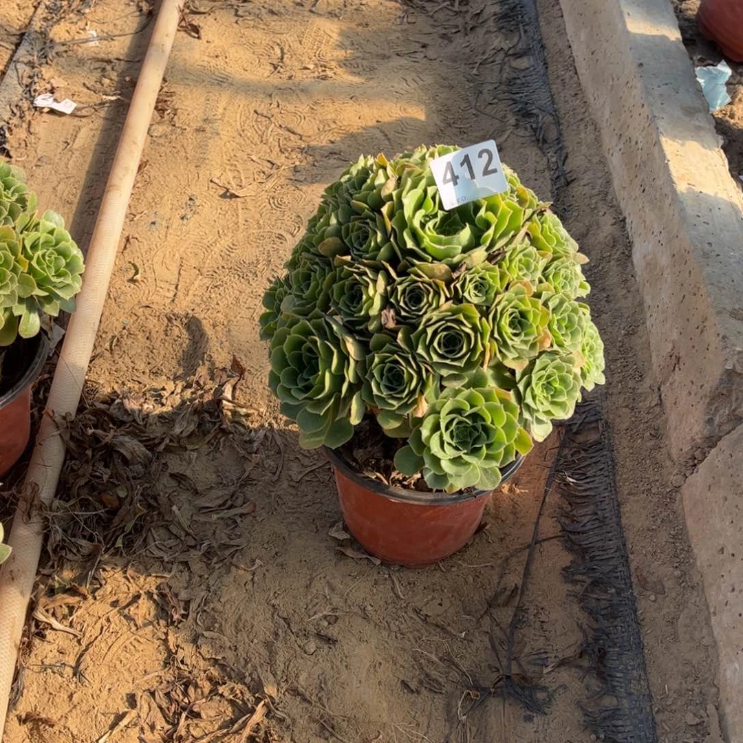 笑***开绿杨蓉412不包断枝