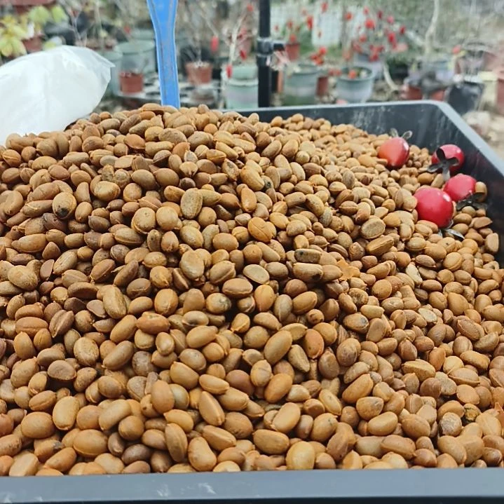 完全开放老鸦柿种子