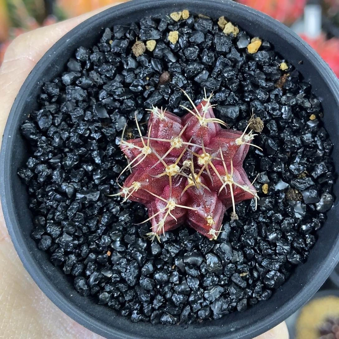 红酒米哈实生仙人球