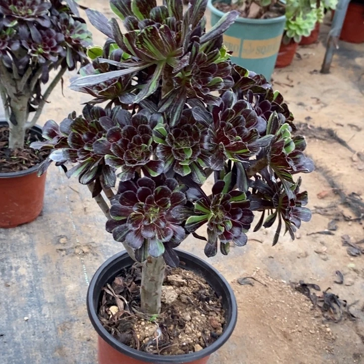 水墨丹青88多肉植物法师法师