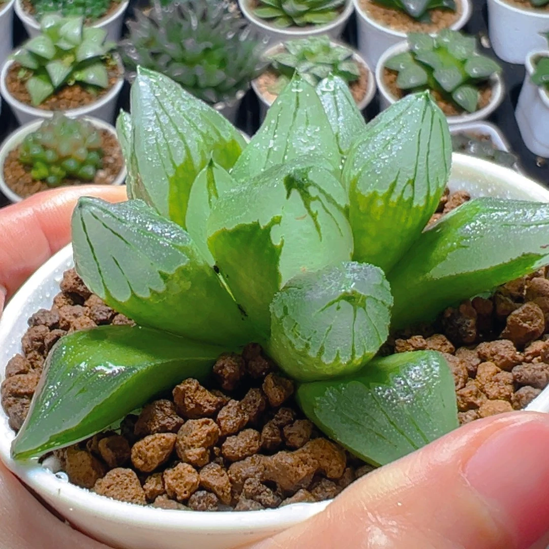 母本冰城寿玉露多肉多肉