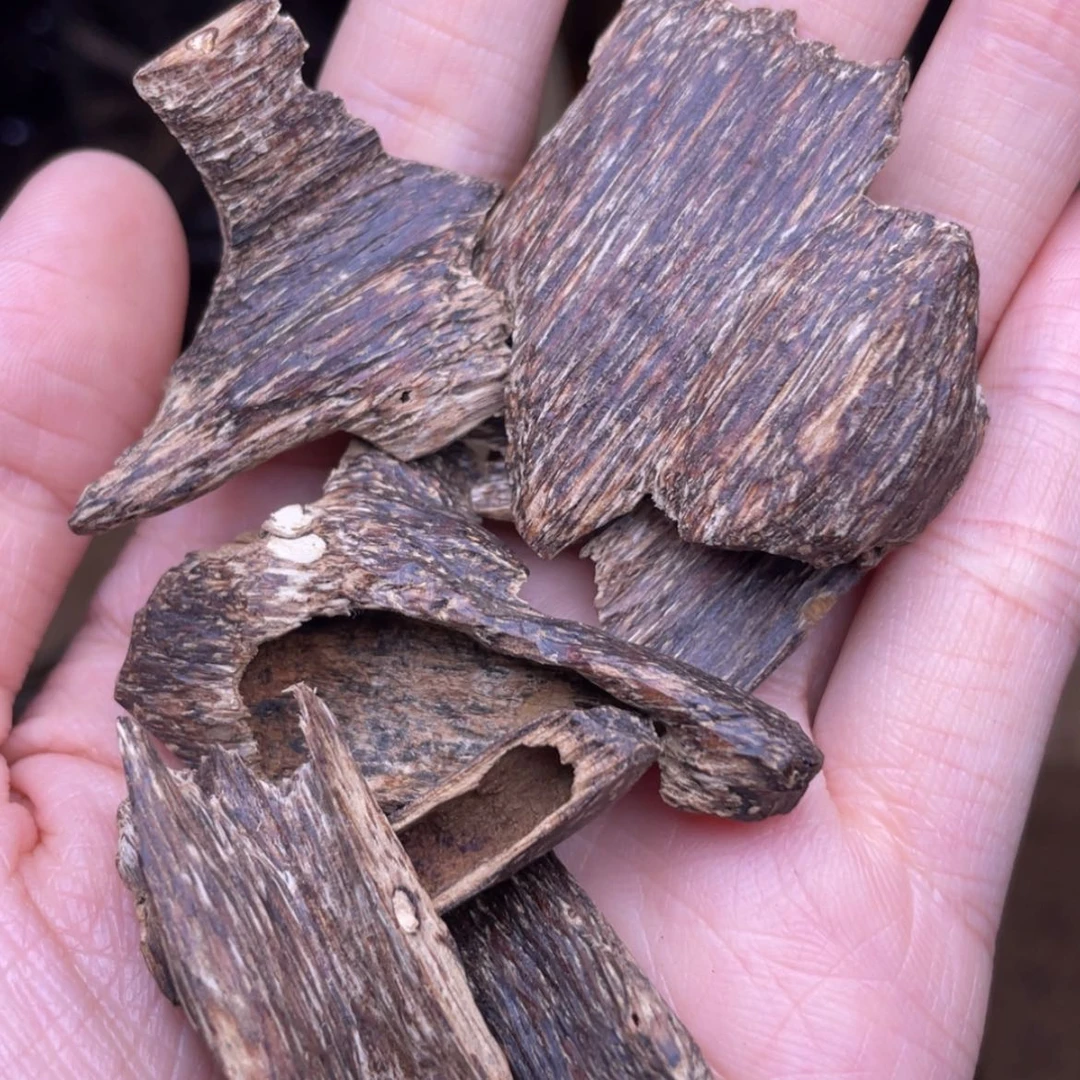 【闪购商品】香榧木海南尖峰岭树心10克