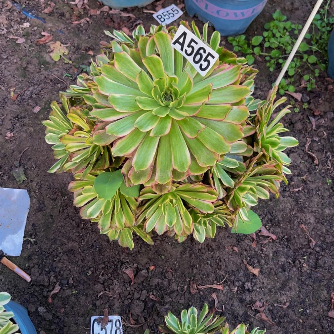 粉黛变异26/////40包邮