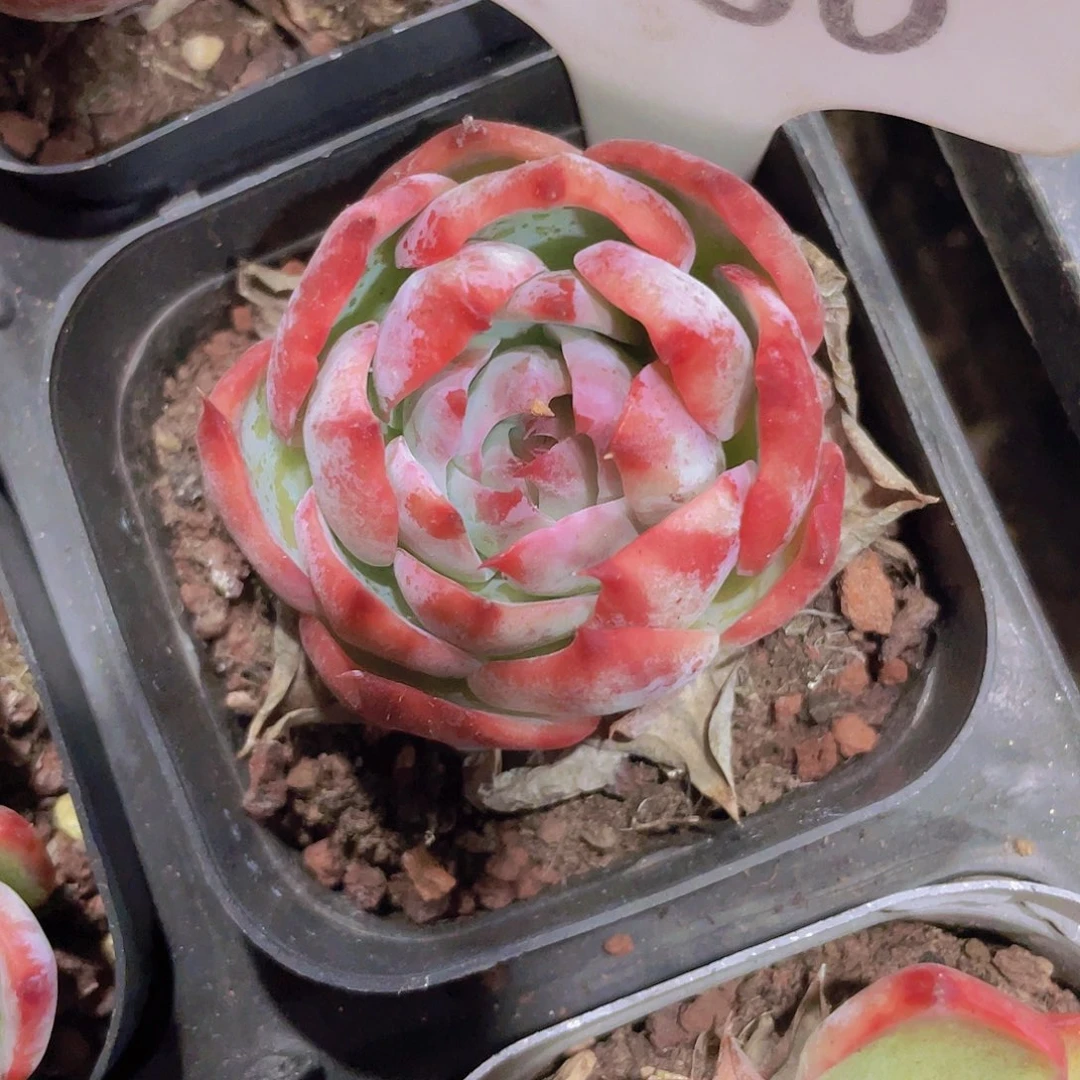 ?****?惊鸿仙子a050一物一拍