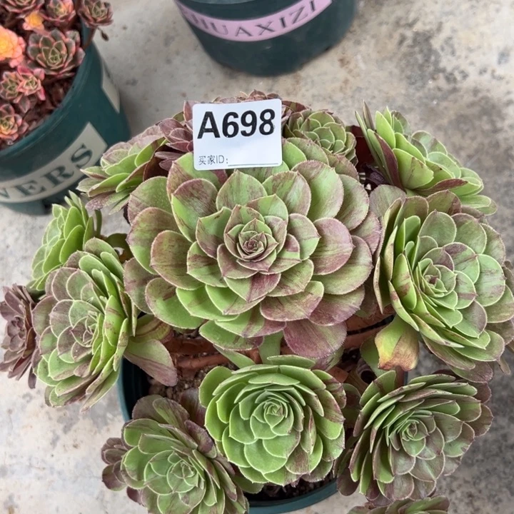 698花月夜25厘米左右