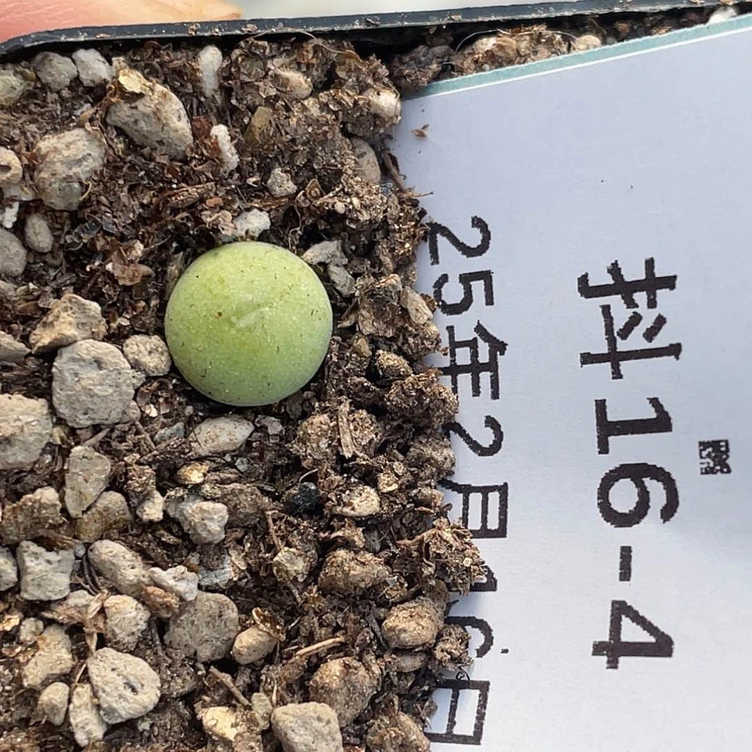 暖*16-4肉锥多肉植物