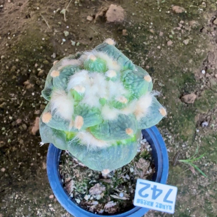 无花朵742梦幻怒涛牡丹锦西三
