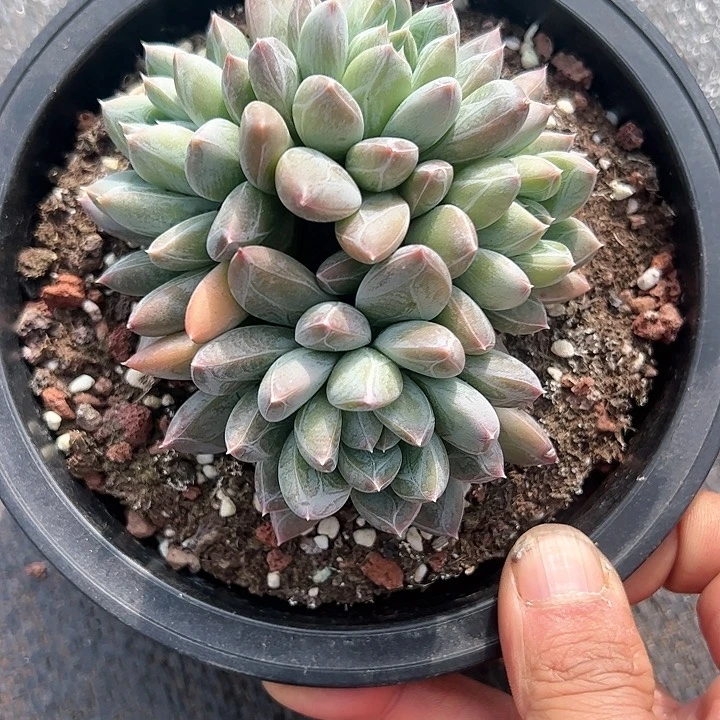 【闪购商品】冰山美人