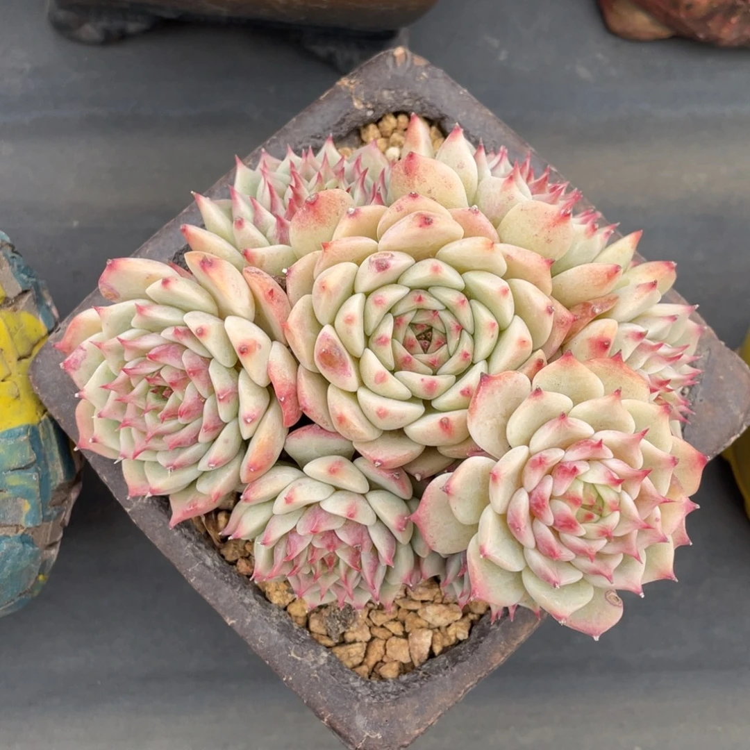 红爪整装无砍老桩