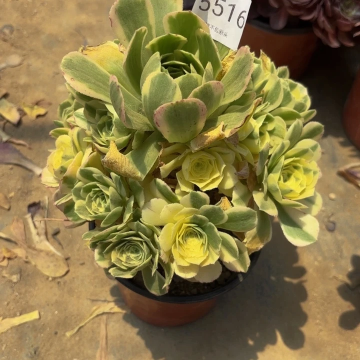 迈巴赫多肉处理不包断头5516