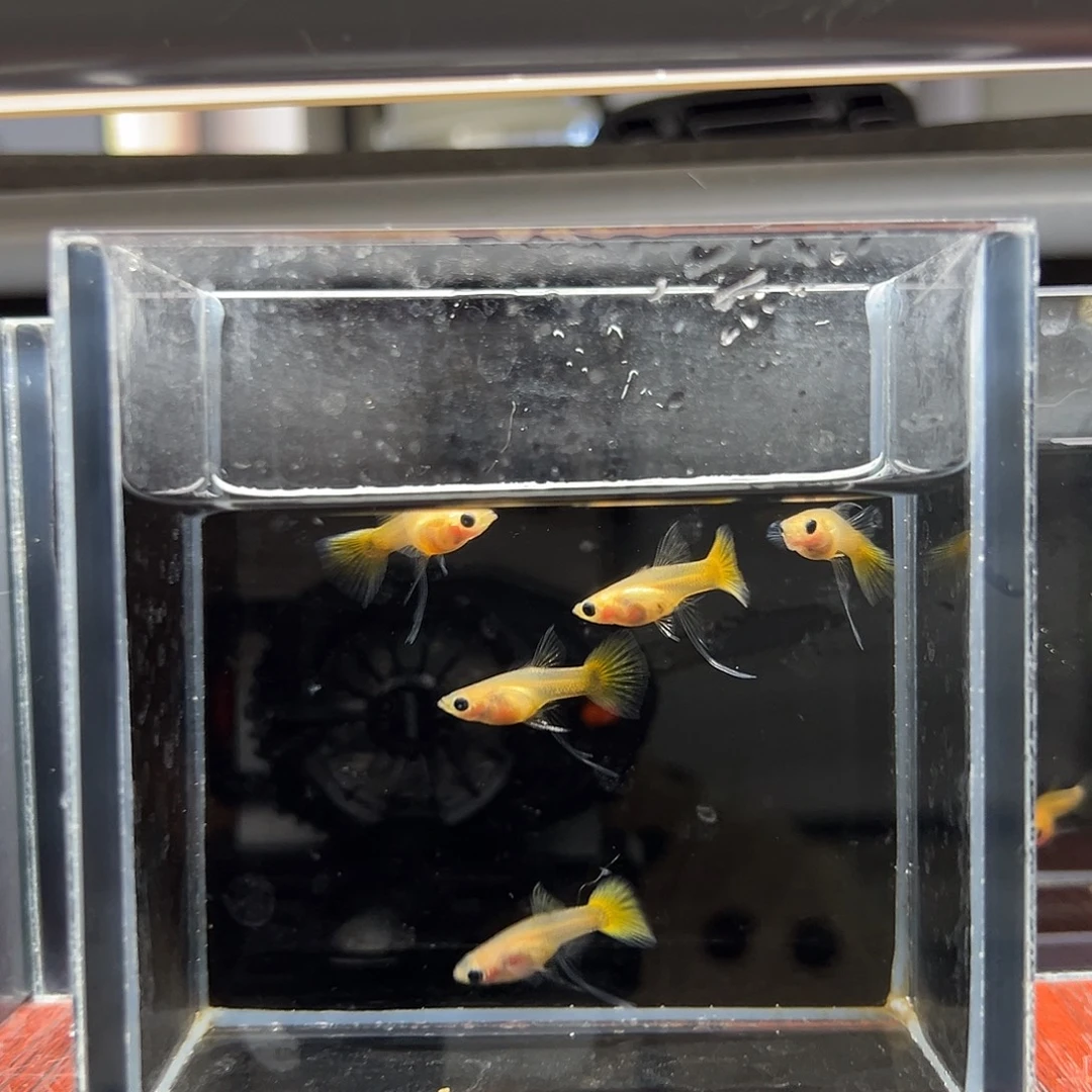 麻***团孔雀鱼黄金玻璃猫c母5条