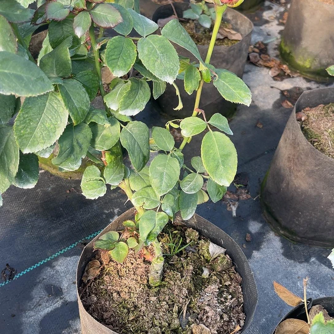 无花朵——。帕洛马 施肥特 福利款