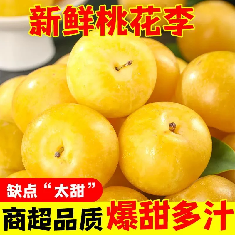 Yz正宗四川冰糖李桃花李应季新鲜李子蜂糖蜜李子水果应季水果