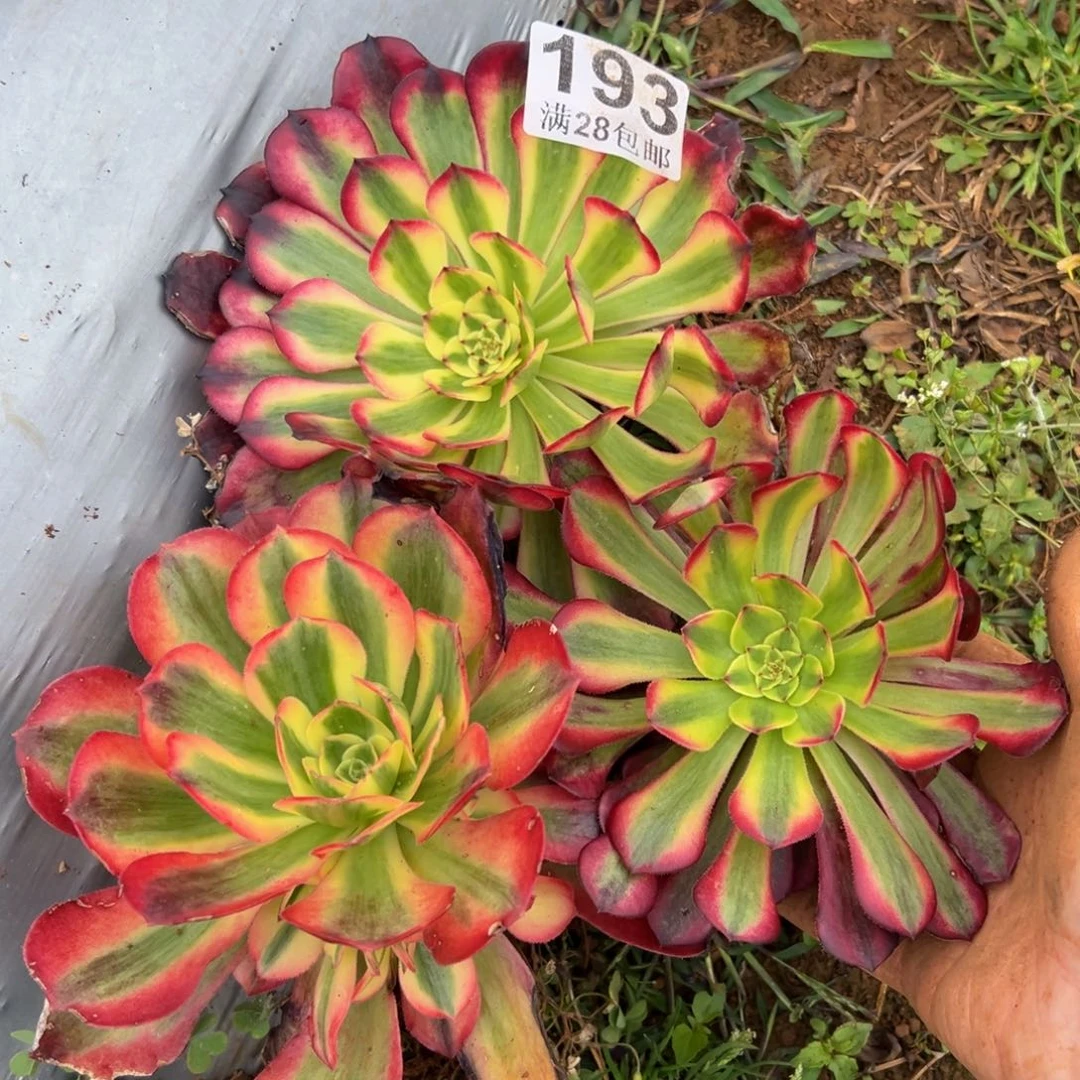 多肉植物193三颗的