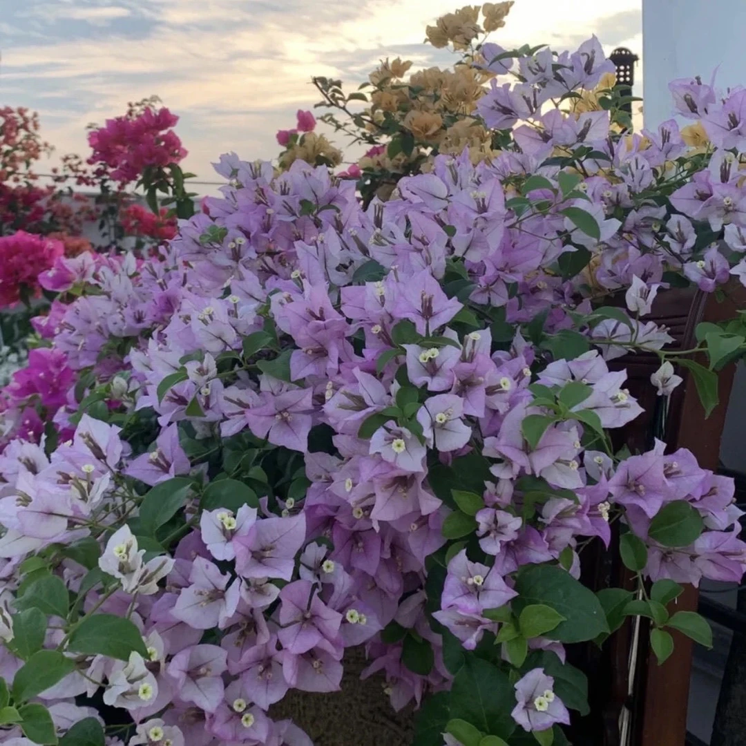 雪紫庭院盆栽好养活植物三角梅盆栽【优优花卉】