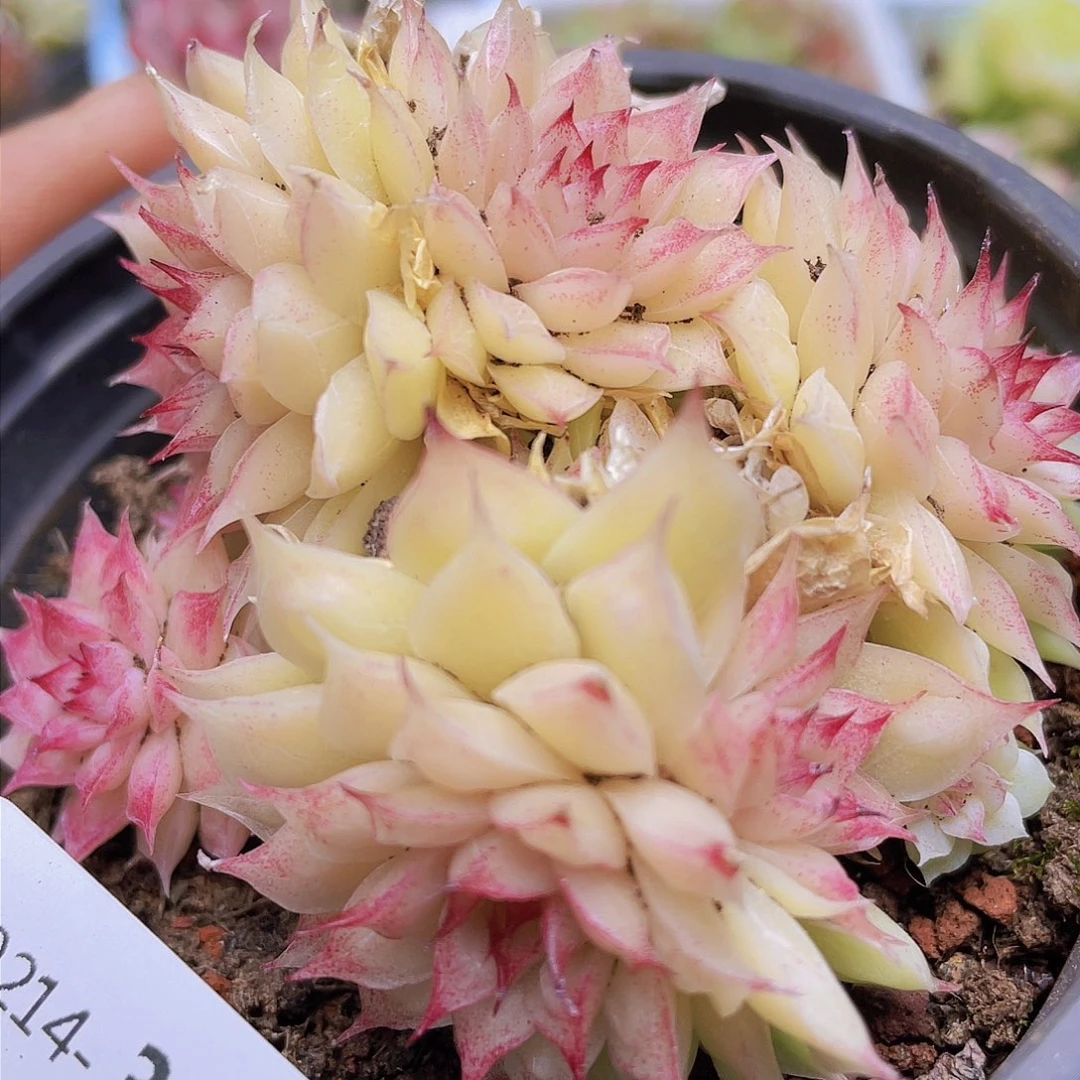 000000000000030量拍