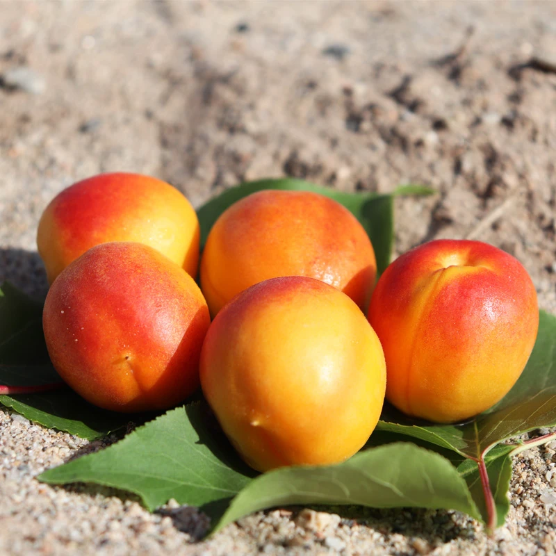 【顺丰空运】新疆阿克苏 四团小红杏  蜜甜可口