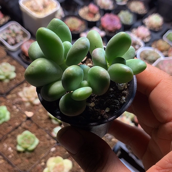 芒果奶多肉一物一拍