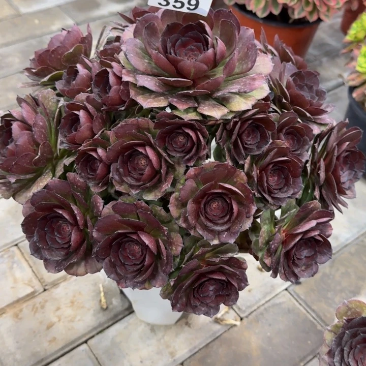 未*～万灰359肉肉