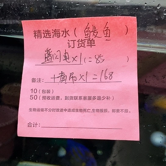海水鱼蓝闪电大➕黄吊小