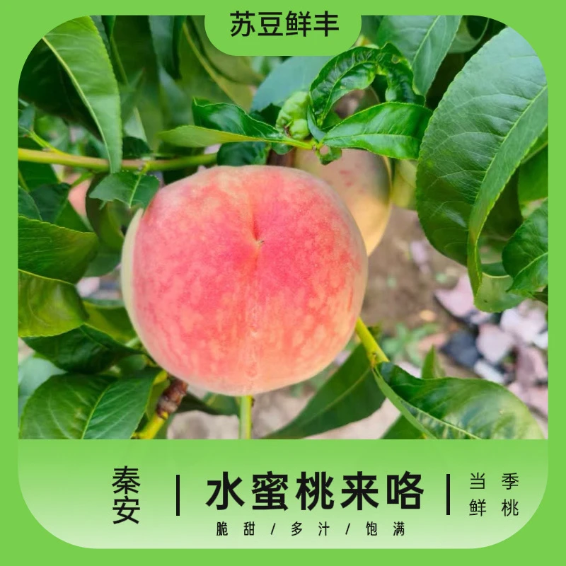 【北京九号大果】甘肃天水秦安县水蜜桃品种脆甜多汁产地直发