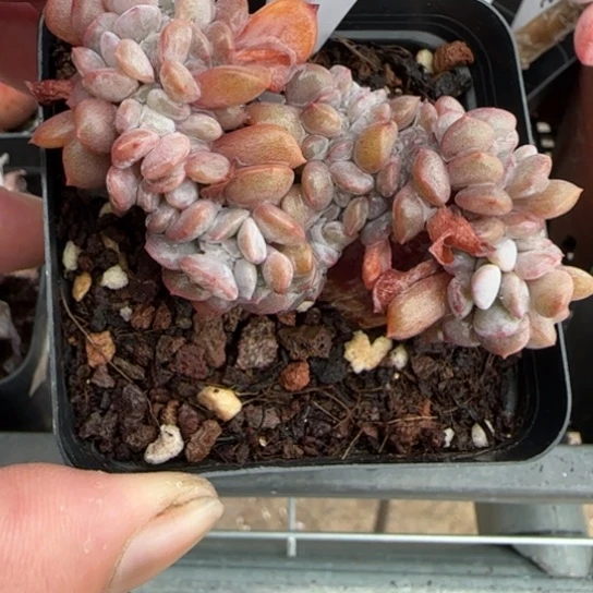 176雪精灵缀 一物一拍多肉