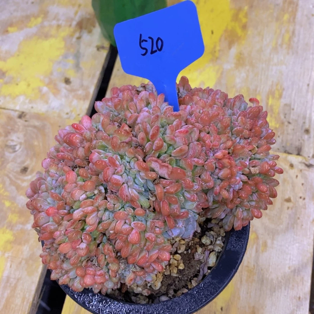 开心多肉，最后一场