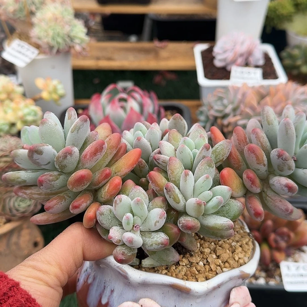 1711一物一拍（满28包邮）