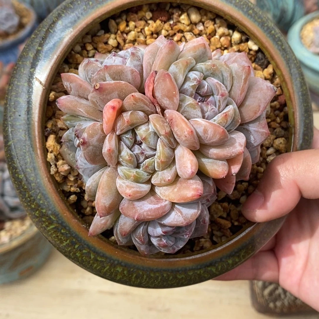 六头短圆肥大肥包子