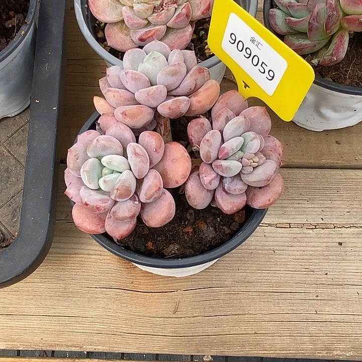沁*金汇精品多肉0909059花班鹿老桩