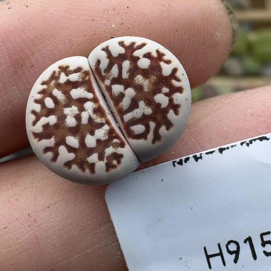 915多肉哈哈哈哈哈哈哈