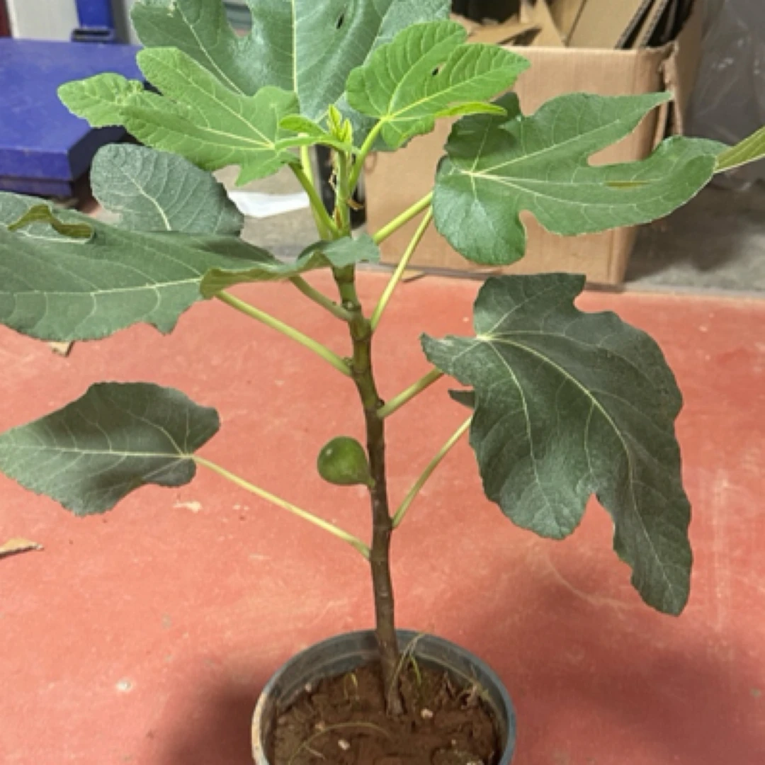 盆栽地栽格莱斯无花果
