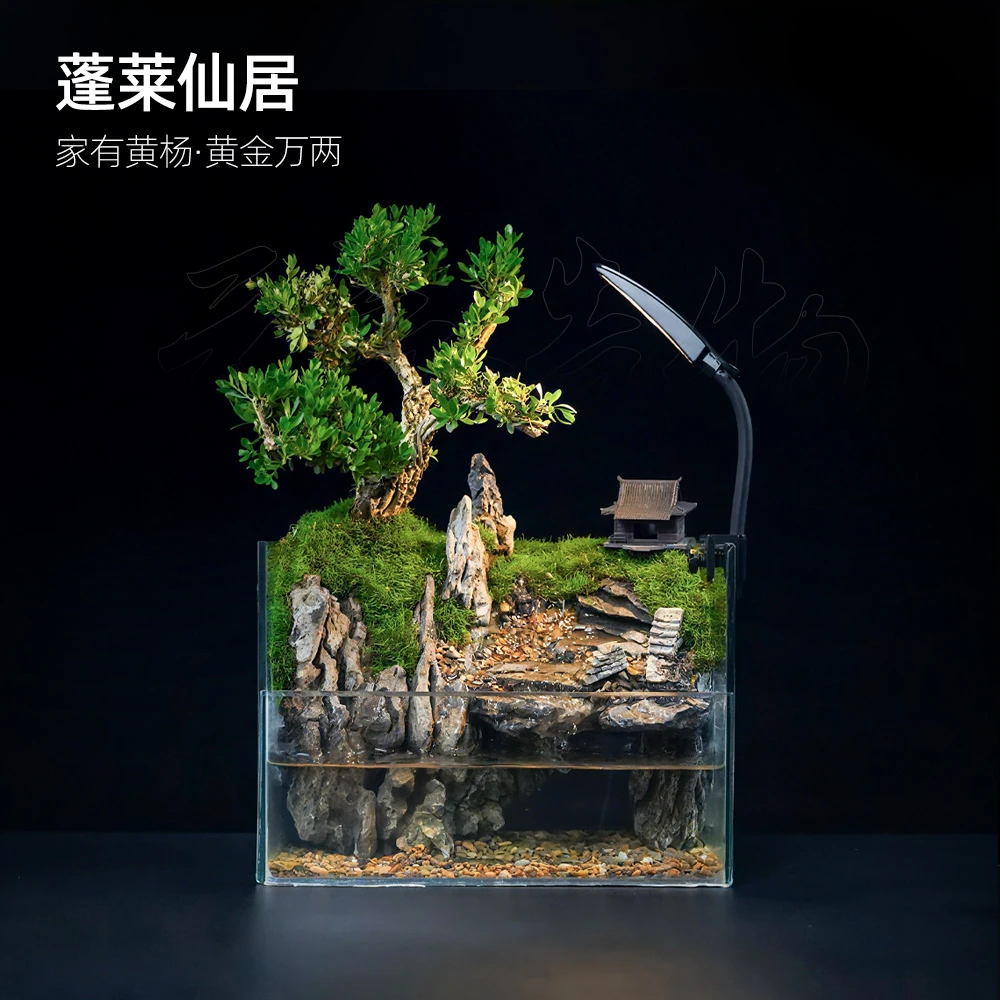 【逍遥】蓬莱仙居—流水内循环黄杨造景成品真植物【尺寸：25*16*18】