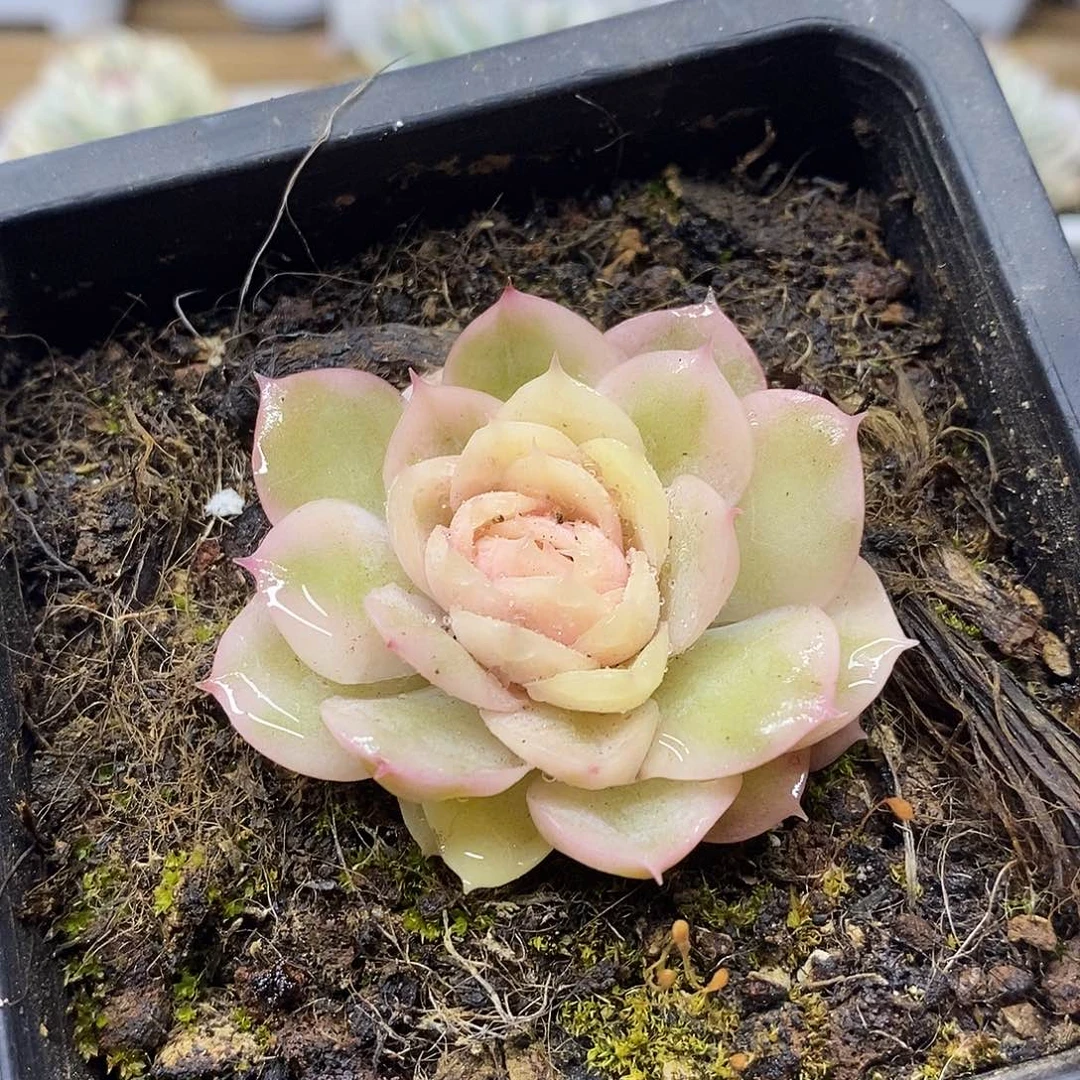 0686 昂斯诺彩锦