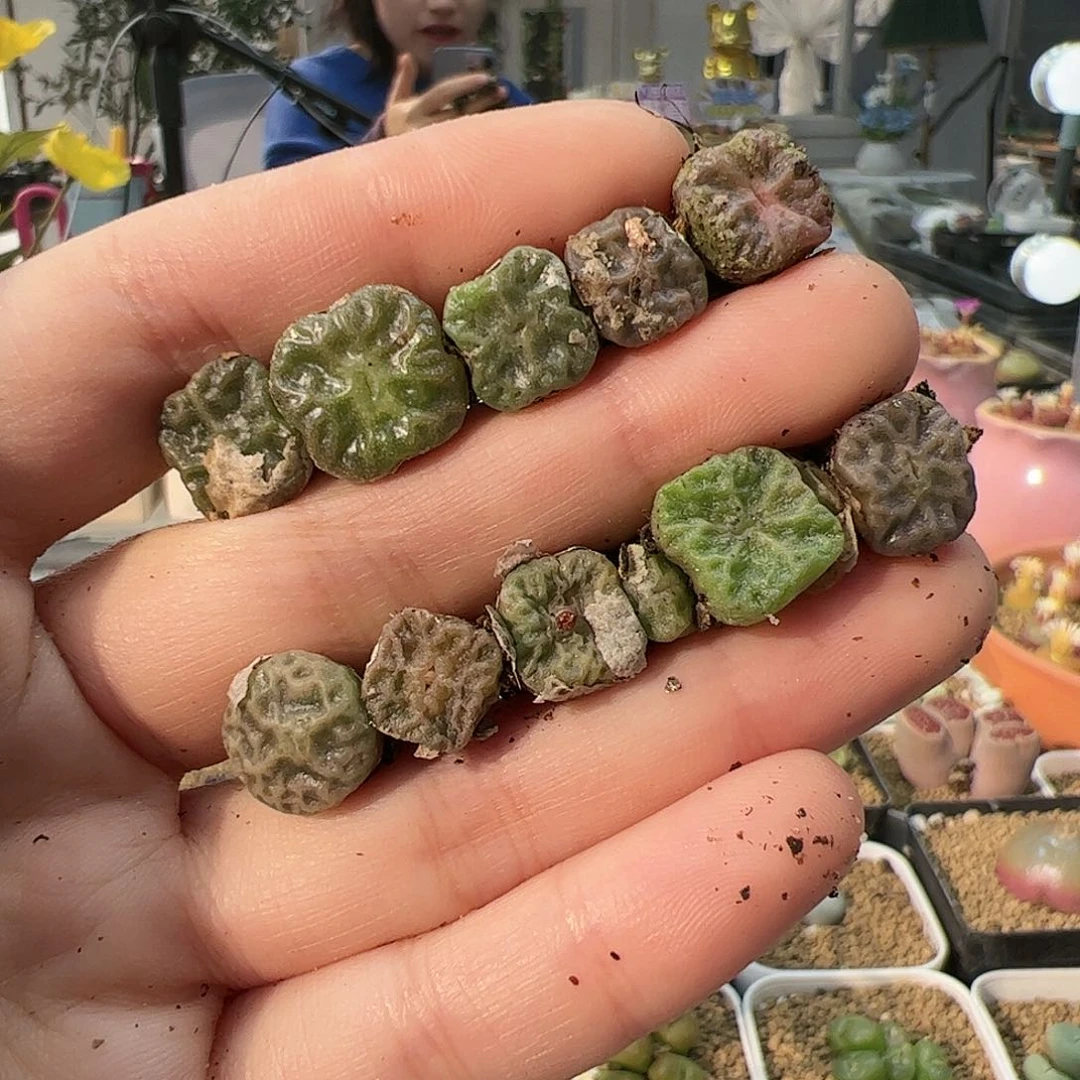 【闪购商品】240 超级方烧卖