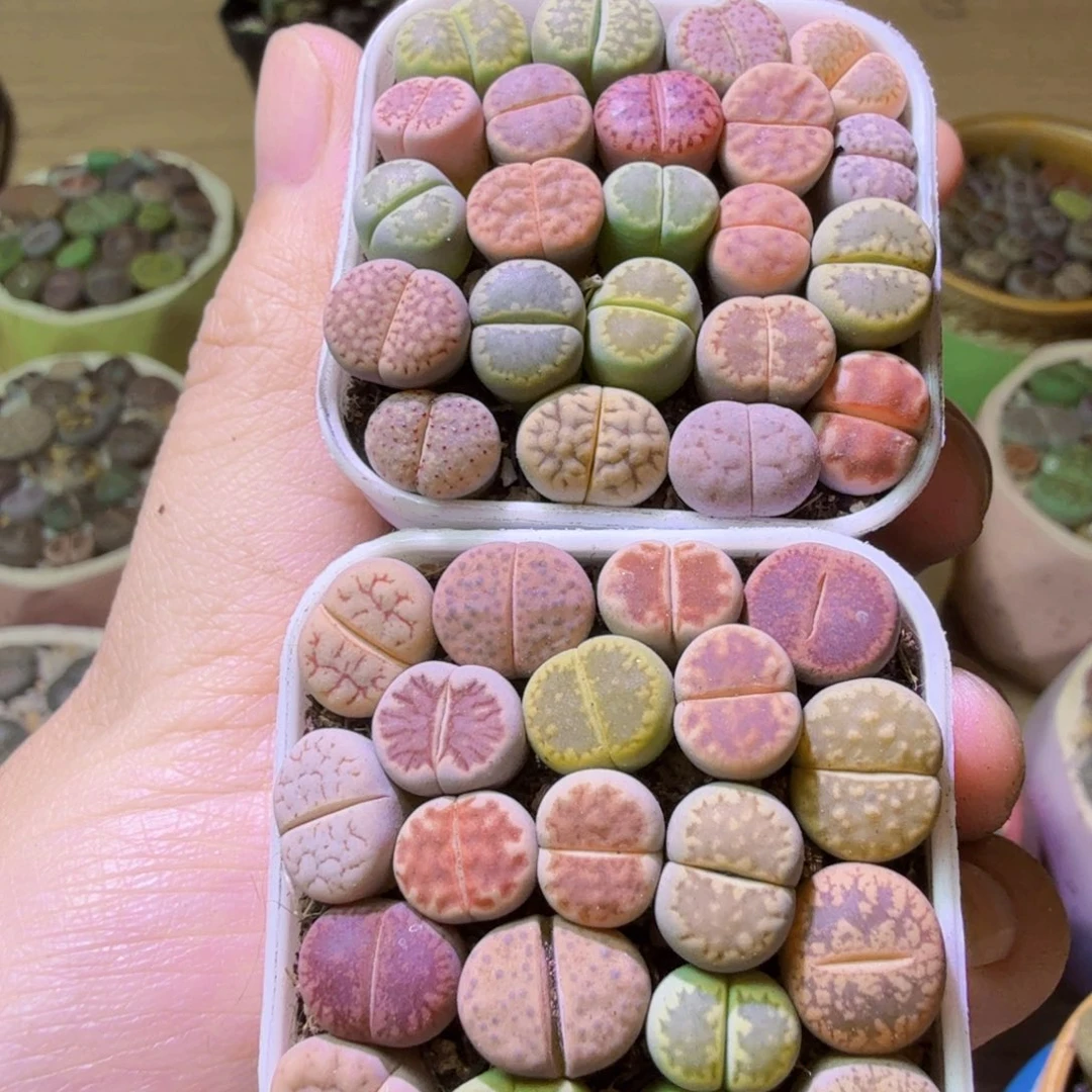 会***鱼多肉葡萄我来给12