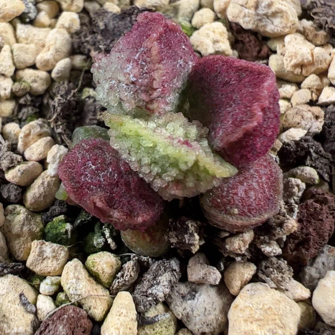 实生新品多肉植物水泡799号